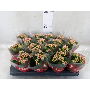 Kalanchoe blos. 'Calandiva Weaver'