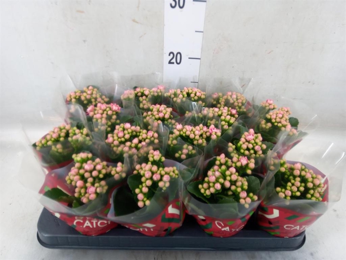 <h4>Kalanchoe blos. 'Calandiva Weaver'</h4>