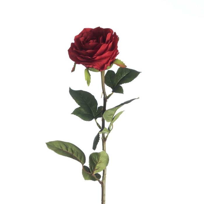<h4>AF Rosa L68cm Red</h4>