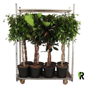 mengdeen ficus gevlochten p32 3 assorti