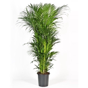 Howea forsteriana 250cm (Kentia)