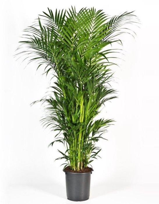 <h4>Howea forsteriana 250cm (Kentia)</h4>