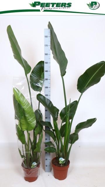 <h4>STRELITZIA NICOLAI</h4>