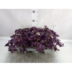 Oxalis trian. 'Mijke'