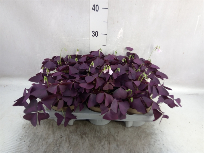 <h4>Oxalis trian. 'Mijke'</h4>