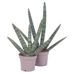 Sansevieria Cylindrica Handshake Ø12cm