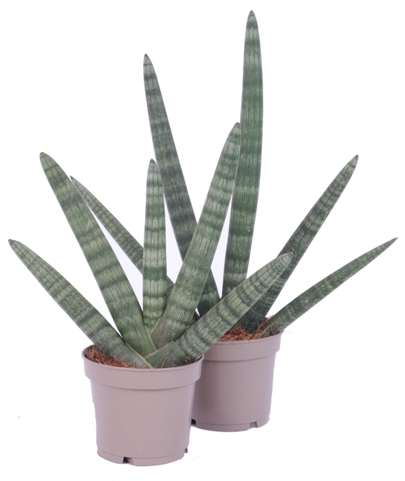 <h4>Sansevieria Cylindrica Handshake Ø12cm</h4>