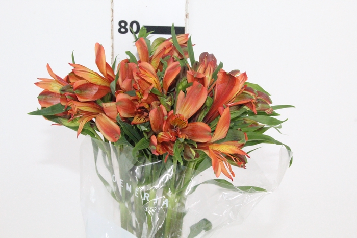 <h4>ALSTROEMERIA CHEERIO 080 CM</h4>