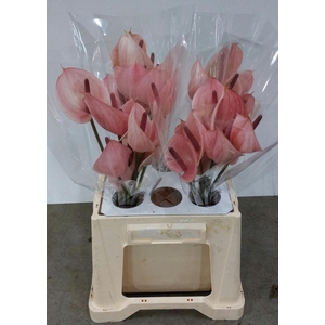 Anthurium Peruzzi