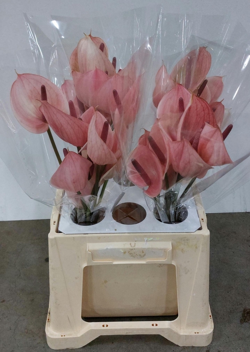 <h4>Anthurium Peruzzi</h4>