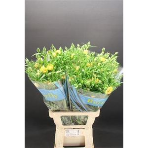 Ran Butterfly Lotis 70cm