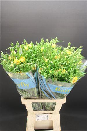 <h4>Ran Butterfly Lotis 70cm</h4>