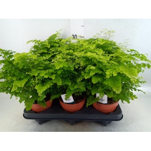 Adiantum raddi. 'Fritz-Luthi'