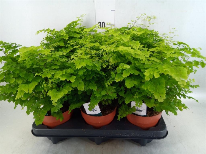 <h4>Adiantum raddi. 'Fritz-Luthi'</h4>