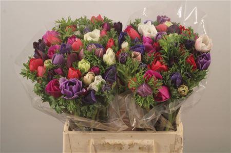 <h4>Anemone Mistral Mix</h4>