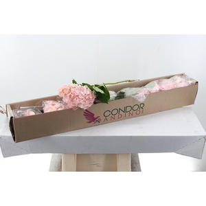 Hydr Light Pink Select Box x10