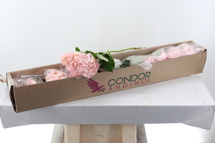 <h4>Hydr Light Pink Select Box x10</h4>