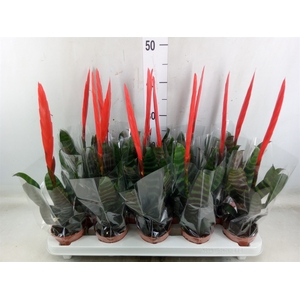 Vriesea  'Era'