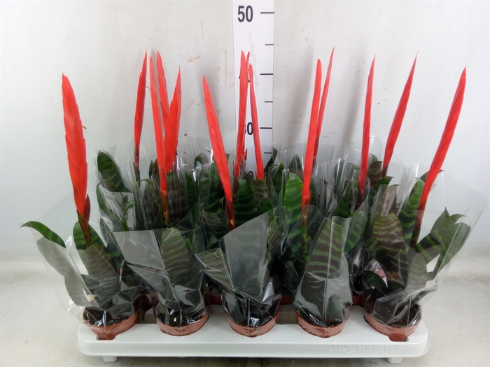<h4>Vriesea  'Era'</h4>