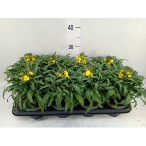 Erysimum  'Leya Lemon Glow'