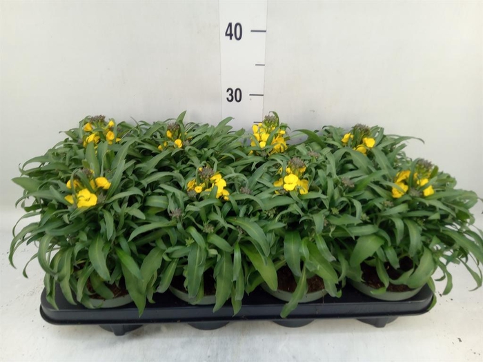 <h4>Erysimum 'Leya Lemon Glow'</h4>
