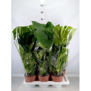 Monstera delic.