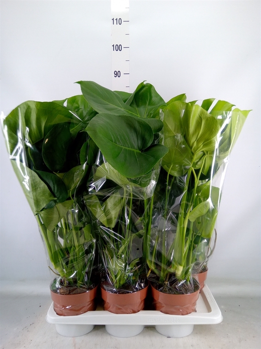 <h4>Monstera delic.</h4>