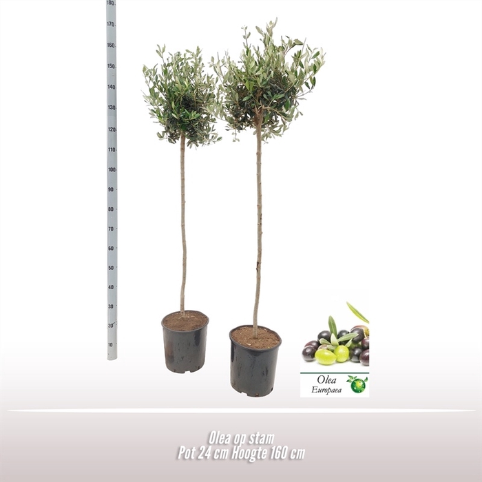 <h4>Olea op stam</h4>