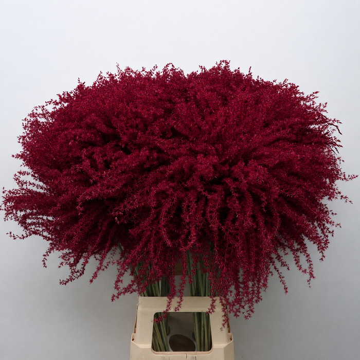 <h4>Dried Stipa Feather Red</h4>