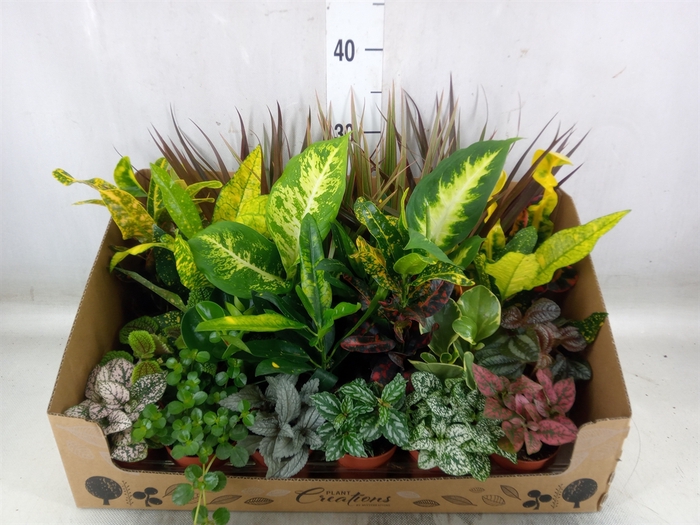 <h4>Planten Groen   ...mix 24</h4>