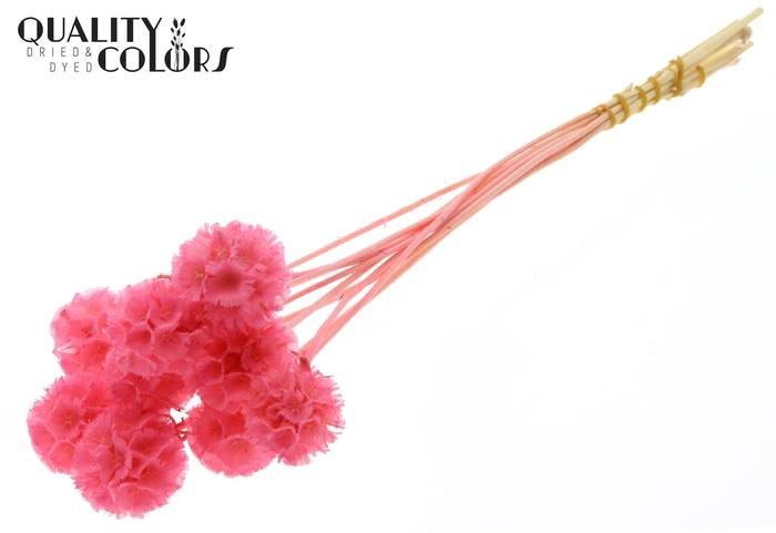 Scabiosa Preserved 10pc/bunch Bleached Pink