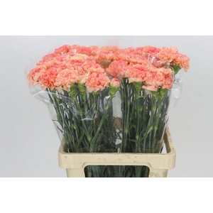 Dianthus St Goopy Geer