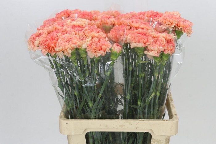 <h4>Dianthus St Goopy Geer</h4>
