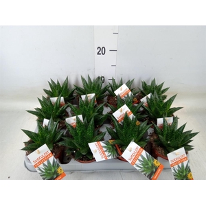 Gasteria