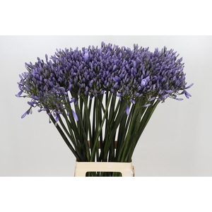 Agapanthus Happy Blue