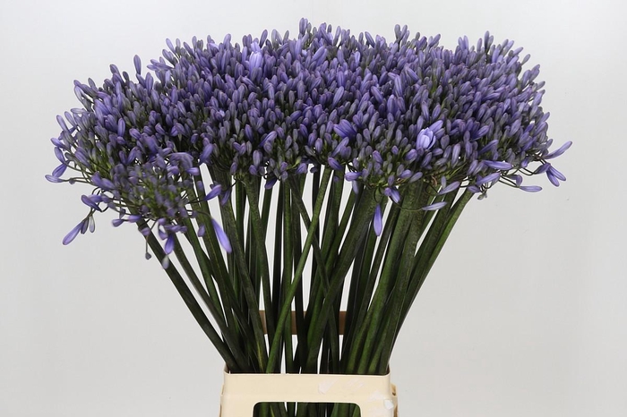 <h4>Agapanthus Happy Blue</h4>