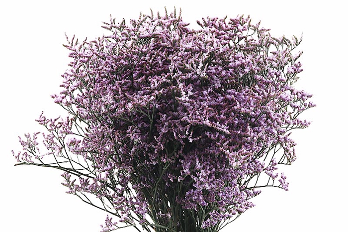 Limonium Safora Lilac