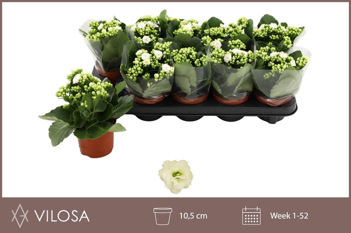 <h4>KAL GE WHITES WHITE</h4>