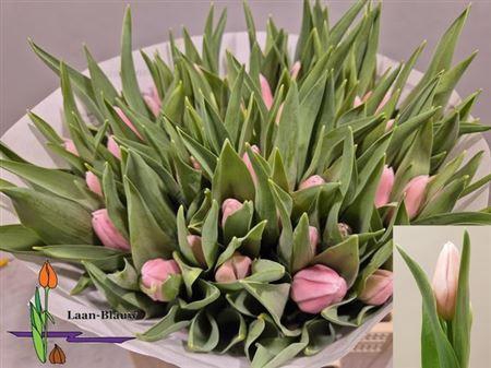 <h4>Tu En Gabriella</h4>