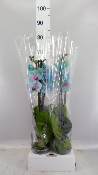 <h4>Phalaenopsis   ...</h4>