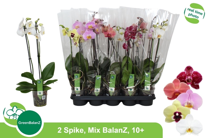 <h4>PHAL GEM 5 KL</h4>