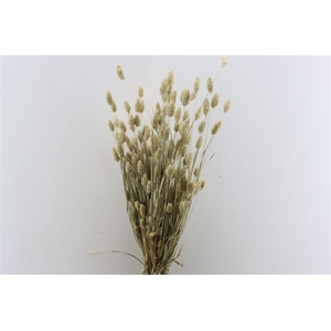 Dried Phalaris X5 Frosted White Bunch