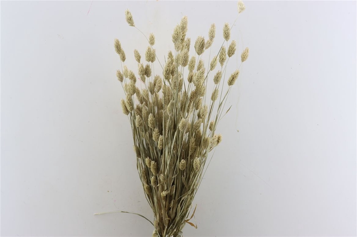 <h4>Dried Phalaris X5 Frosted White Bunch</h4>