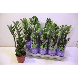 arr8 Zamio Zamiifolia