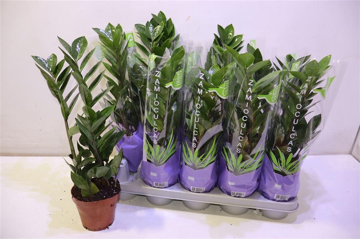 <h4>arr8 Zamio Zamiifolia</h4>