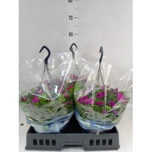 Petunia  'Triotunia'   ...mix /pot