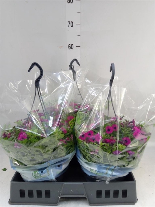 <h4>Petunia  'Triotunia'   ...mix /pot</h4>