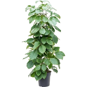 Tetrastigma voinierianum