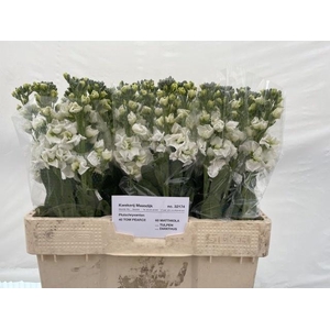 Matth Centum White N L