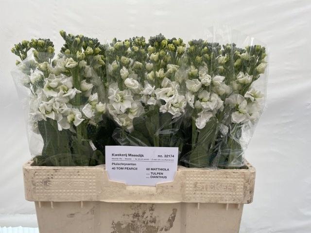 <h4>Matth Centum White N L</h4>